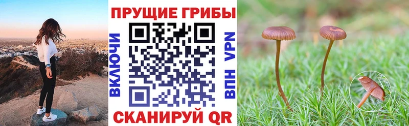 купить   Покров  даркнет как зайти  Псилоцибиновые грибы мухоморы 